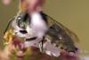 Coelioxys sp.